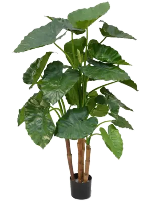 Alocasia Calidora