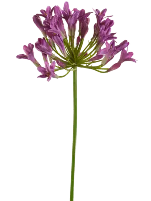 Agapanthus