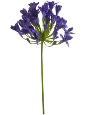Agapanthus