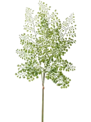 Adianthum