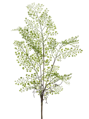 Adianthum
