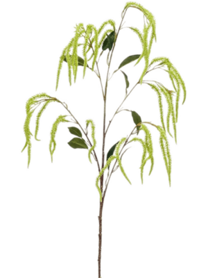 Amaranthus
