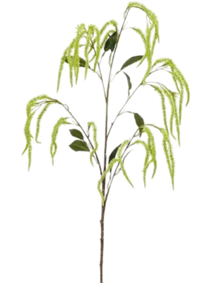 Amaranthus
