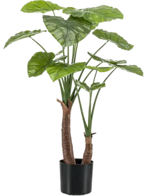 Alocasia