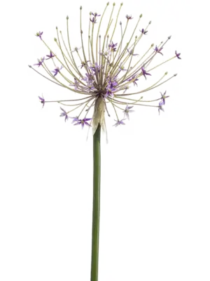 Allium