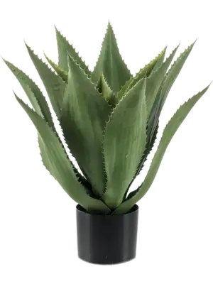 Agave