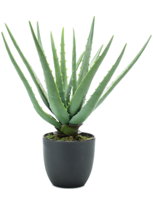 Aloe