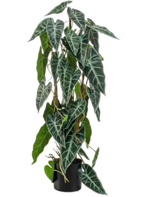 Alocasia