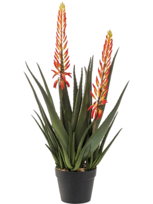 Aloe with Flowers