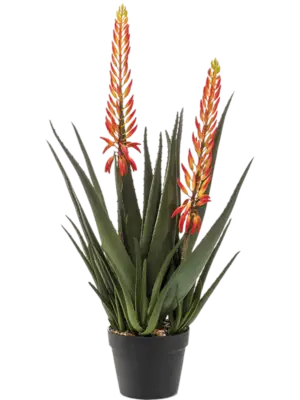 Aloe with Flowers