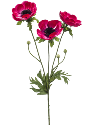 Anemone