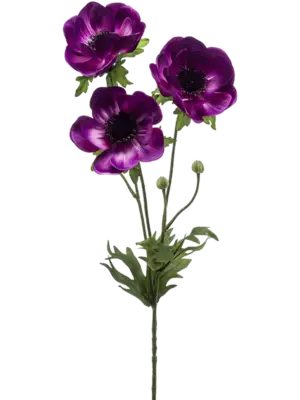 Anemone