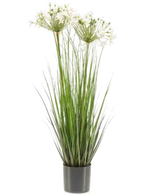 Agapanthus