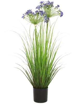 Agapanthus