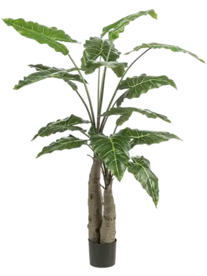 Alocasia