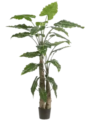 Alocasia