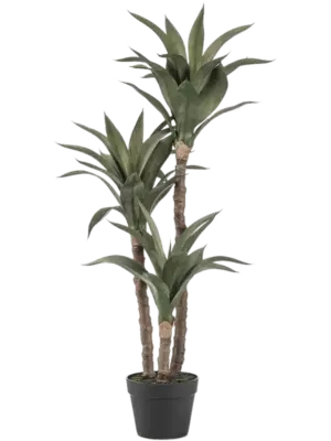 Agave