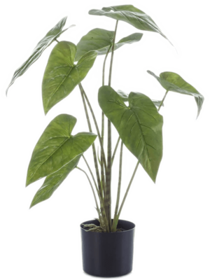 Alocasia Zebrina