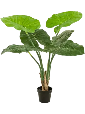 Alocasia