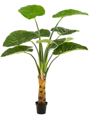 Alocasia