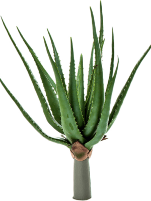 Aloe Plant