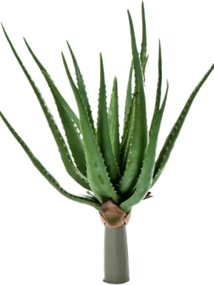Aloe Plant