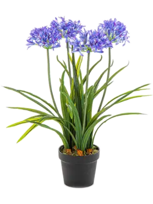 Agapanthus