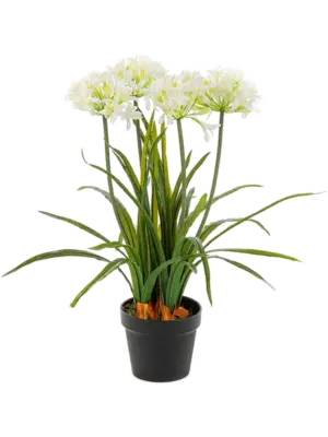 Agapanthus