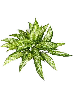 Aglaonema