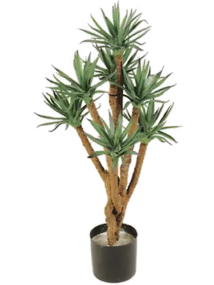 Agave