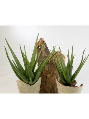 Aloe Plant