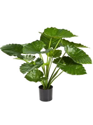 Alocasia Calidora