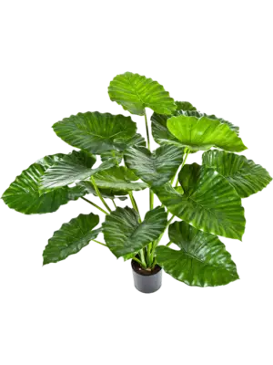 Alocasia Calidora