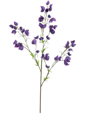 Aconitum