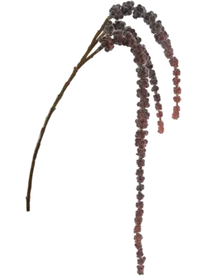 Amaranthus