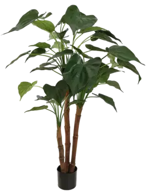 Alocasia Cucullata