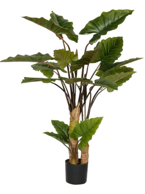 Alocasia