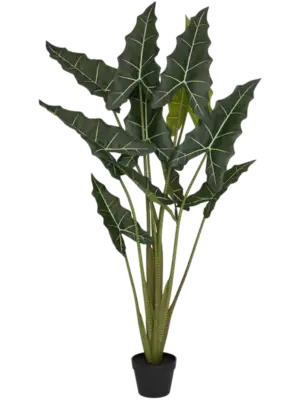 Alocasia Taro M