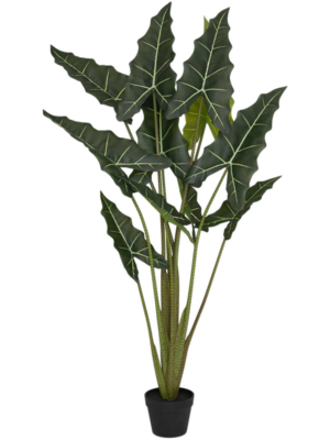 Alocasia Taro L