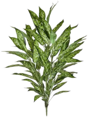 Aglaonema Variegated