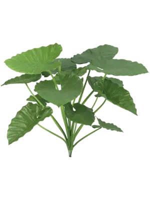 Alocasia Calidora