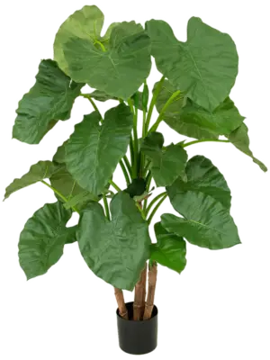 Alocasia