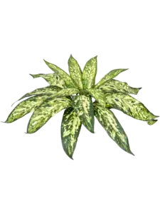 Firesilx