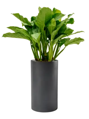 Aglaonema 'Freedman' in Baq Basic