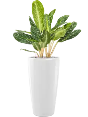 Aglaonema 'Key Lime' in Lechuza Rondo