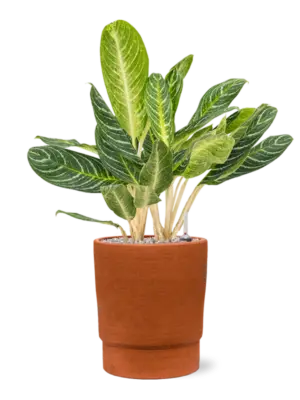 Aglaonema 'Key Lime' in Chao