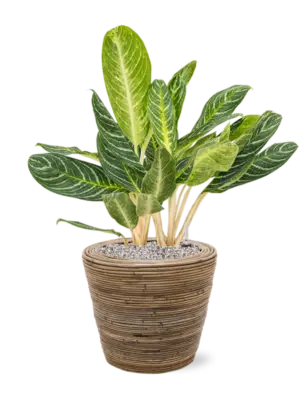Aglaonema 'Key Lime' in Drypot Rattan Stripe