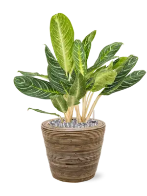 Aglaonema 'Key Lime' in Drypot Rattan Stripe