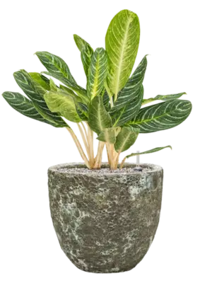 Aglaonema 'Key Lime' in Baq Lava