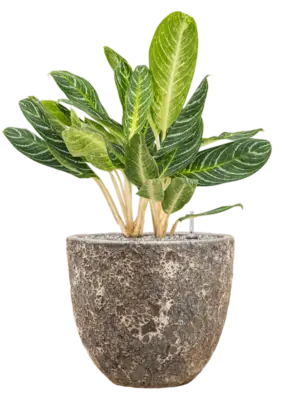 Aglaonema 'Key Lime' in Baq Lava